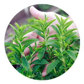 stevia and monk fruit extracts glg life tech processing facility